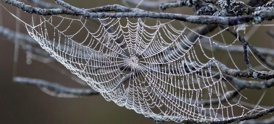 Spiders Web